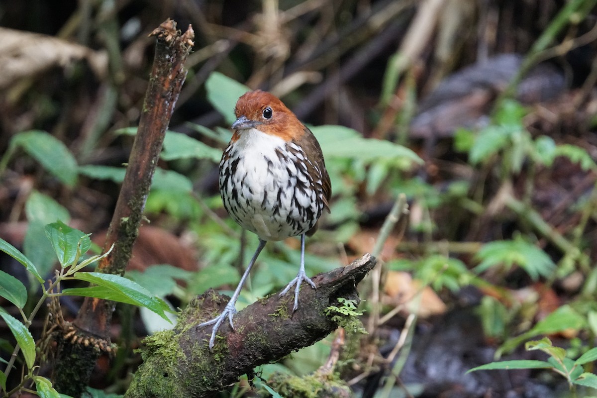 Мурашниця рудоголова - ML643972215