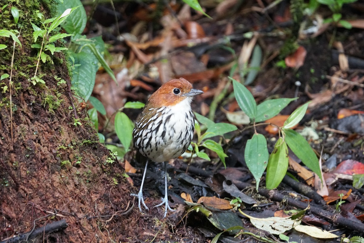 Мурашниця рудоголова - ML643972217