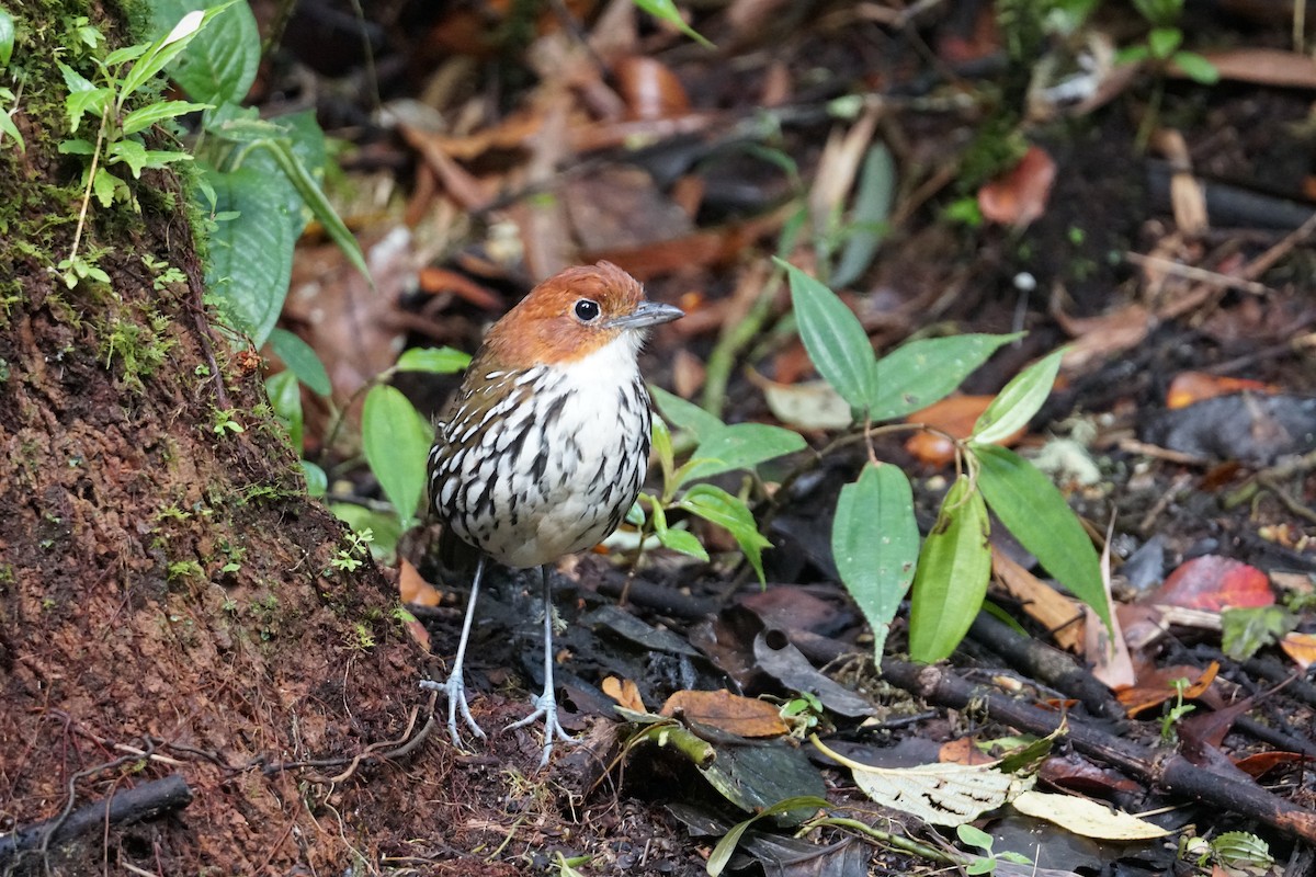 Мурашниця рудоголова - ML643972219