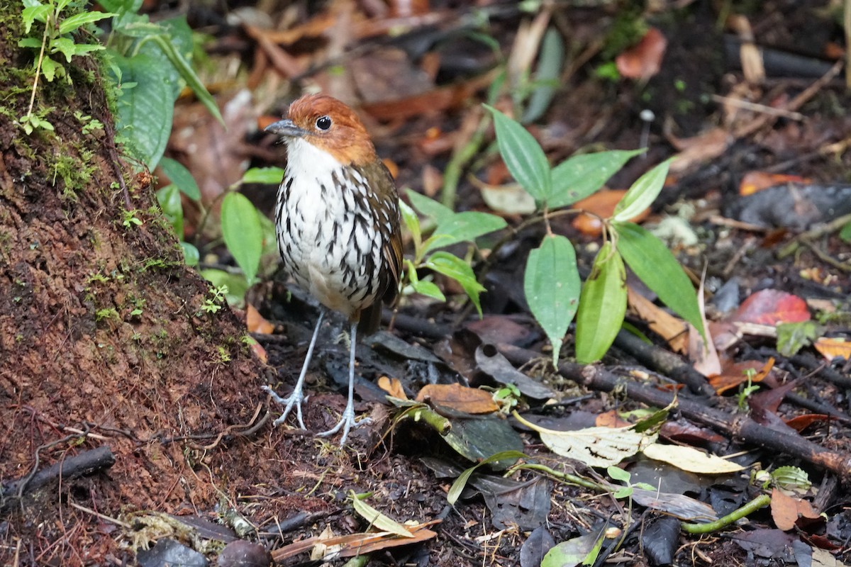 Мурашниця рудоголова - ML643972220