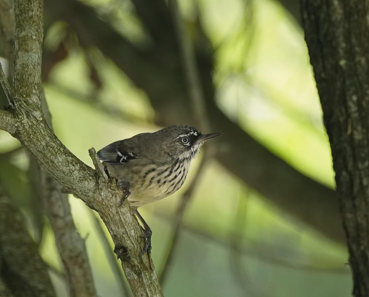 Spotted Scrubwren - ML643972227
