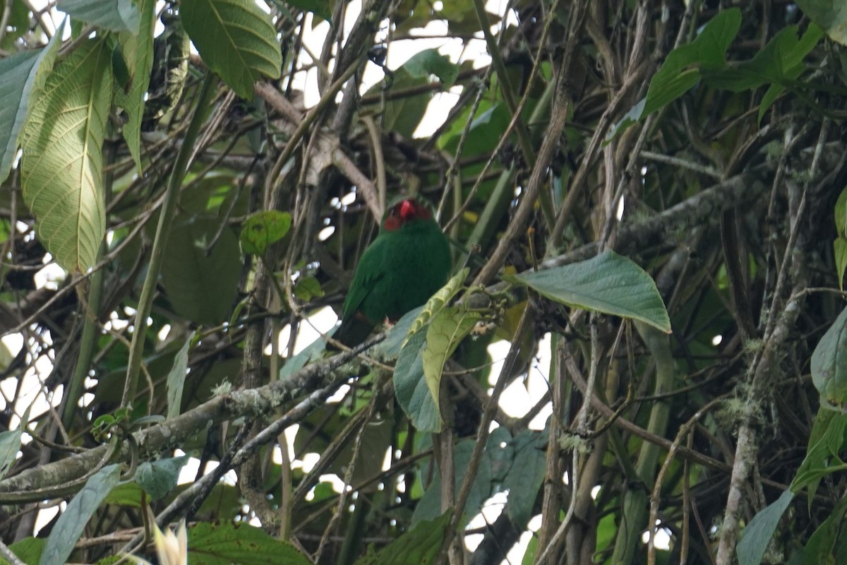 Grass-green Tanager - ML643972228