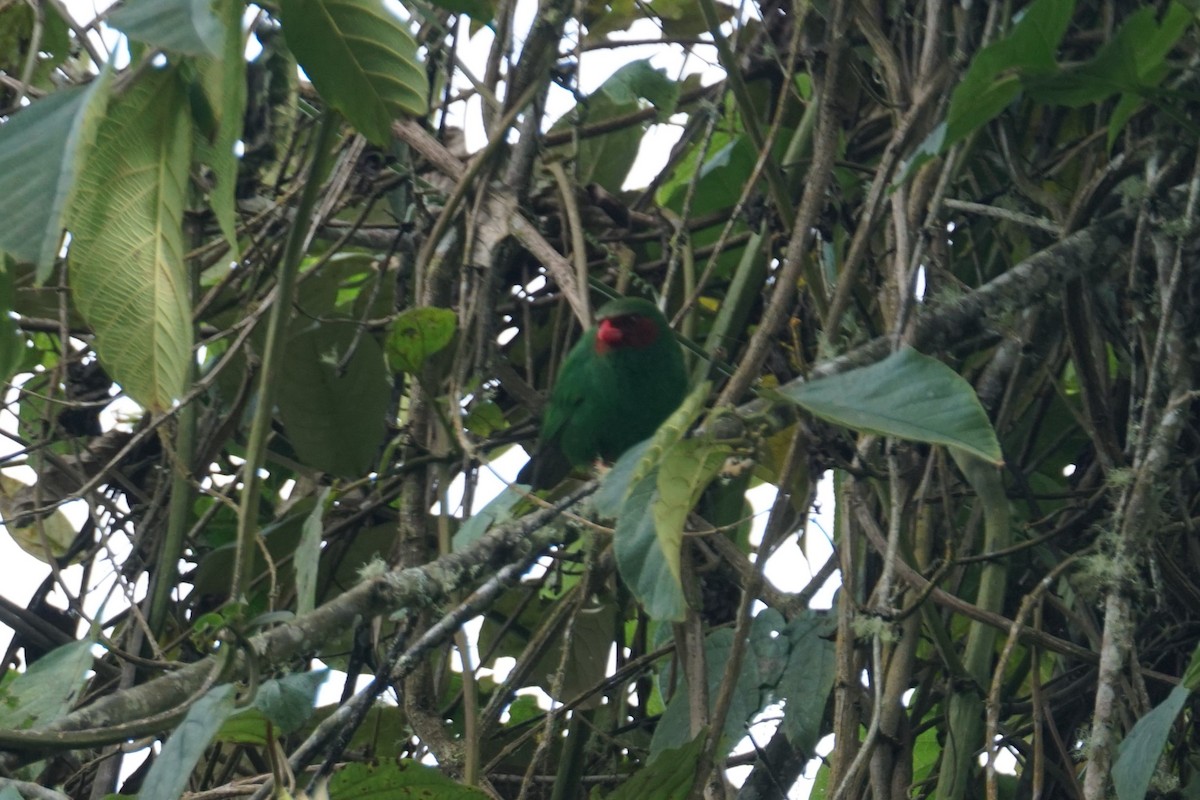 Grass-green Tanager - ML643972229