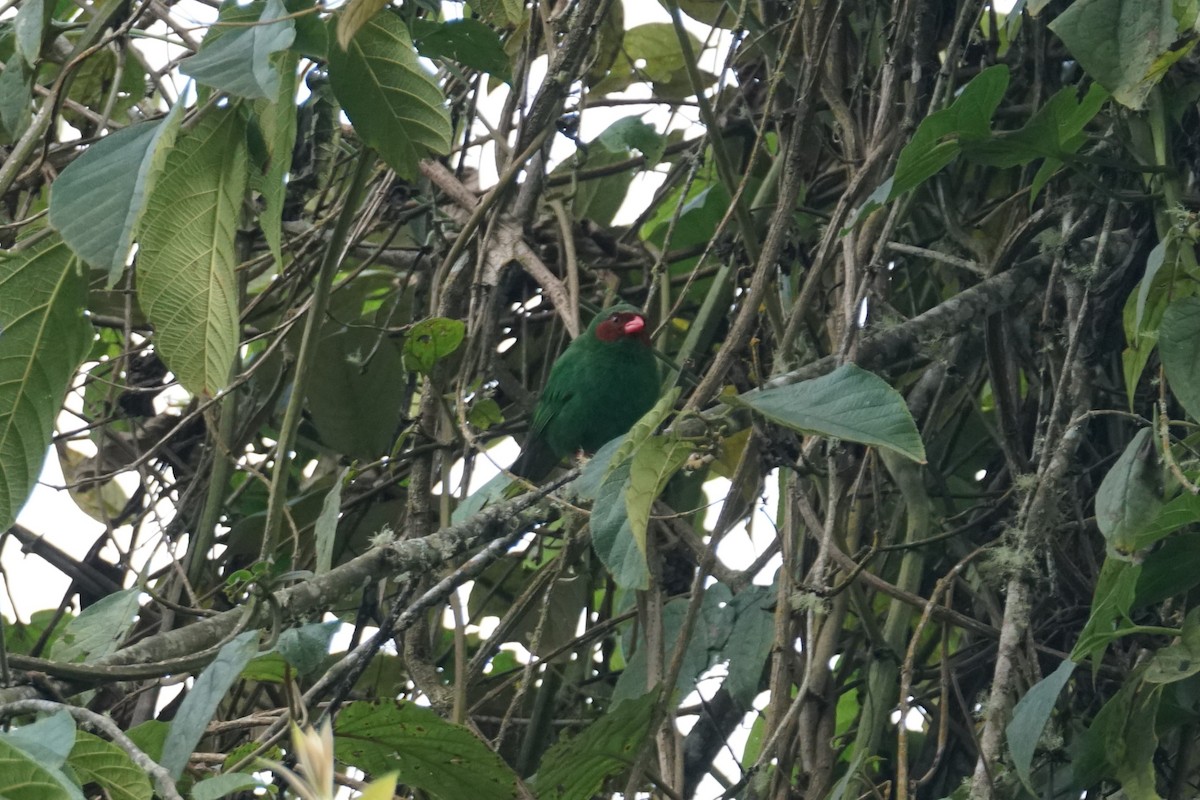 Grass-green Tanager - ML643972230