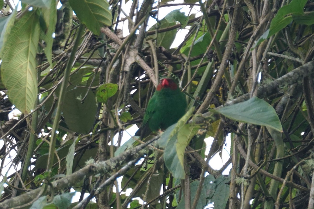 Grass-green Tanager - ML643972231