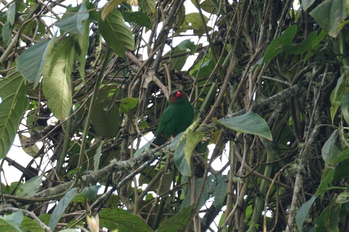 Grass-green Tanager - ML643972232