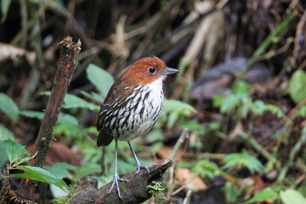 Мурашниця рудоголова - ML643972234