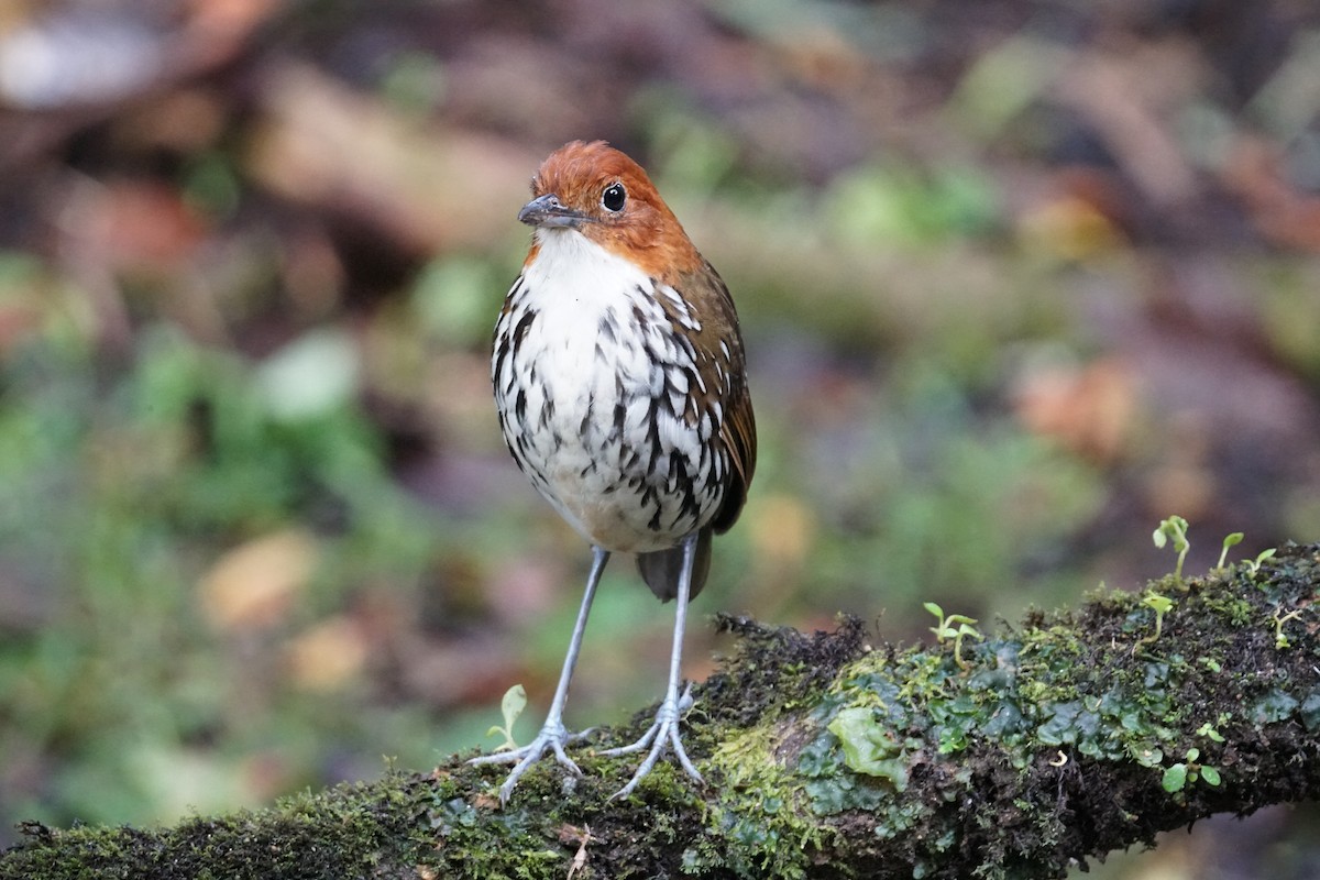 Мурашниця рудоголова - ML643972235