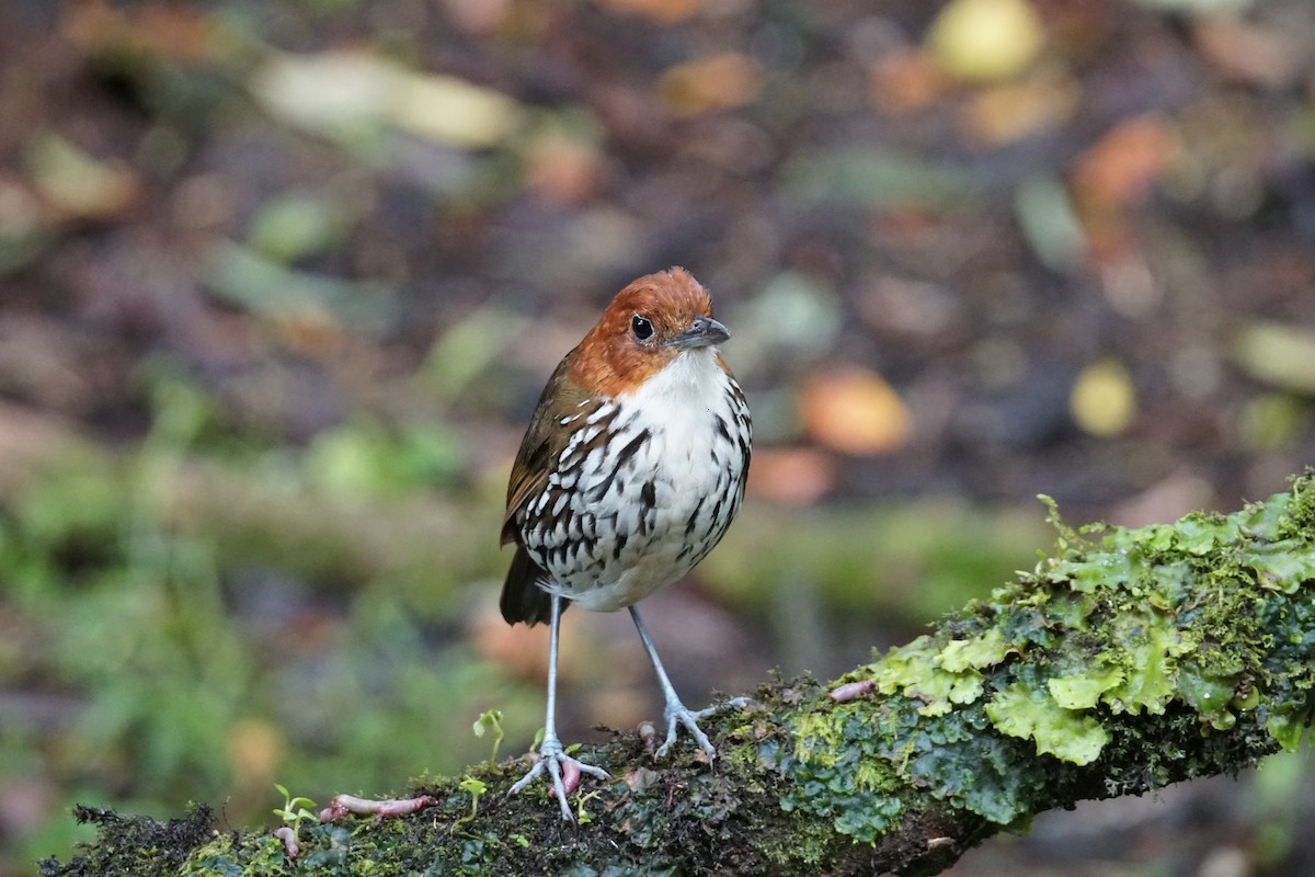 Мурашниця рудоголова - ML643972236