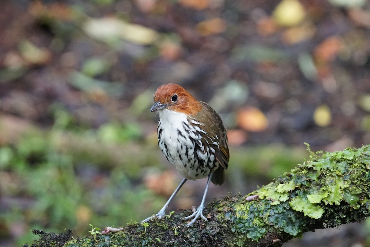 Мурашниця рудоголова - ML643972237