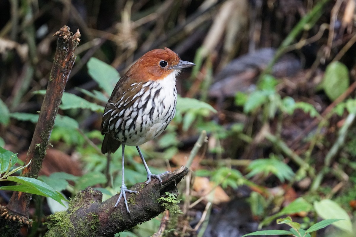 Мурашниця рудоголова - ML643972238