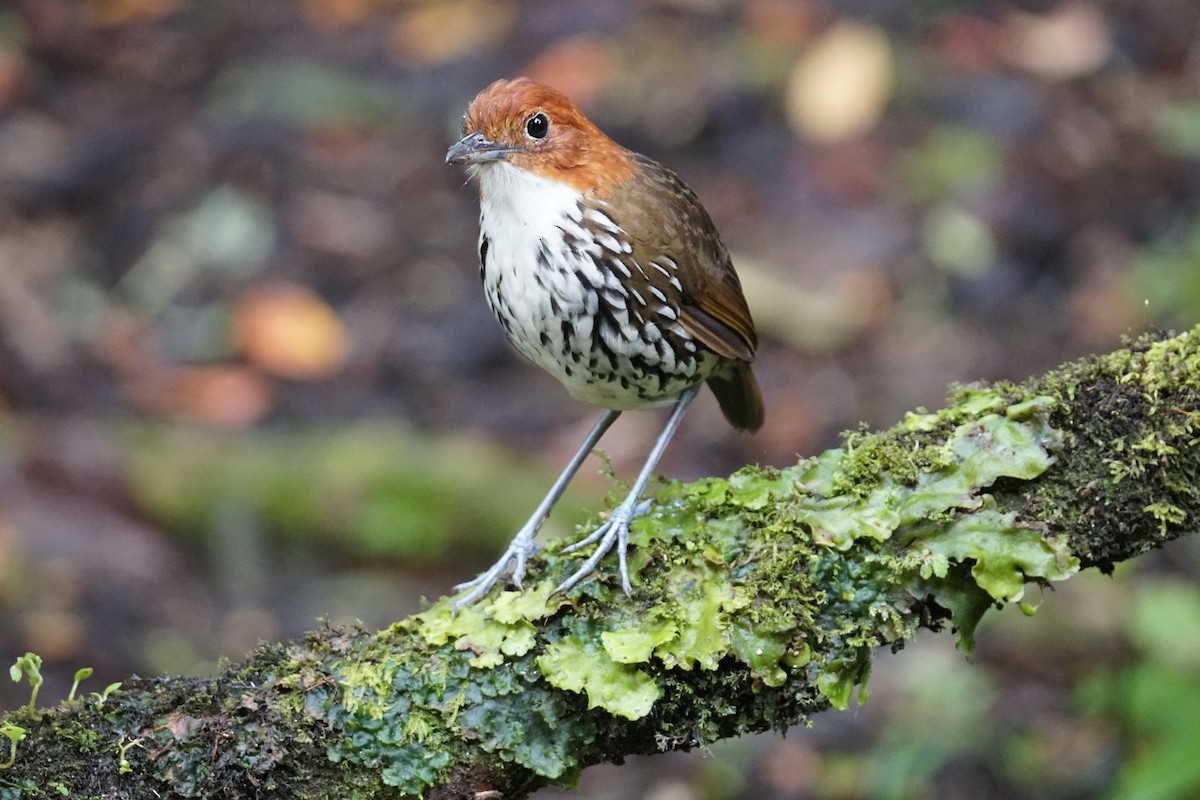 Мурашниця рудоголова - ML643972239