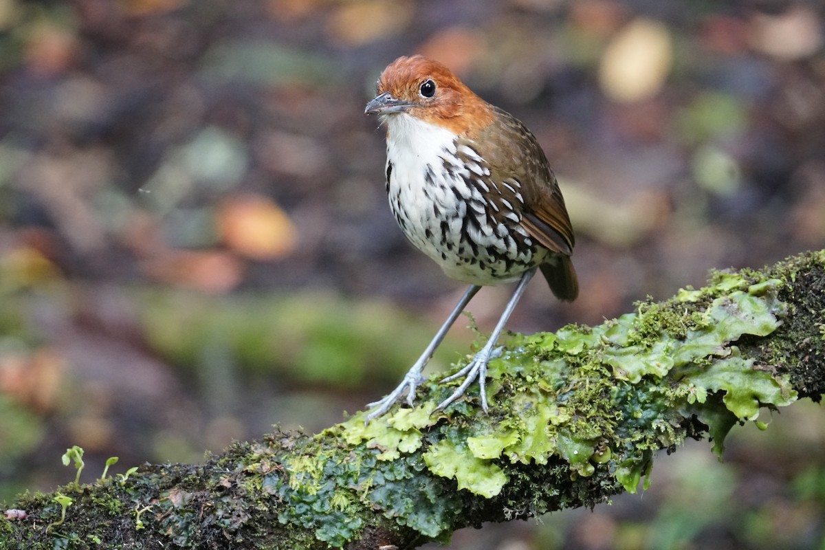 Мурашниця рудоголова - ML643972240