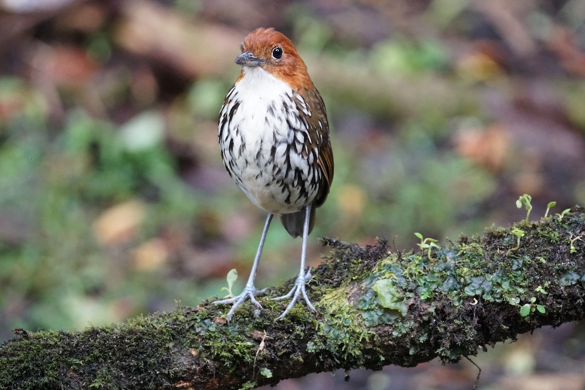 Мурашниця рудоголова - ML643972241