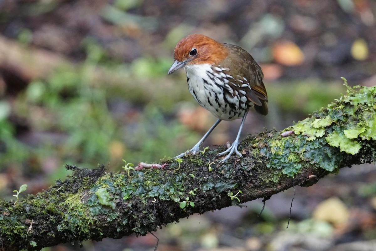 Мурашниця рудоголова - ML643972242