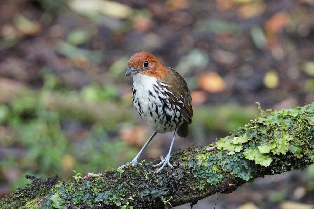 Мурашниця рудоголова - ML643972243