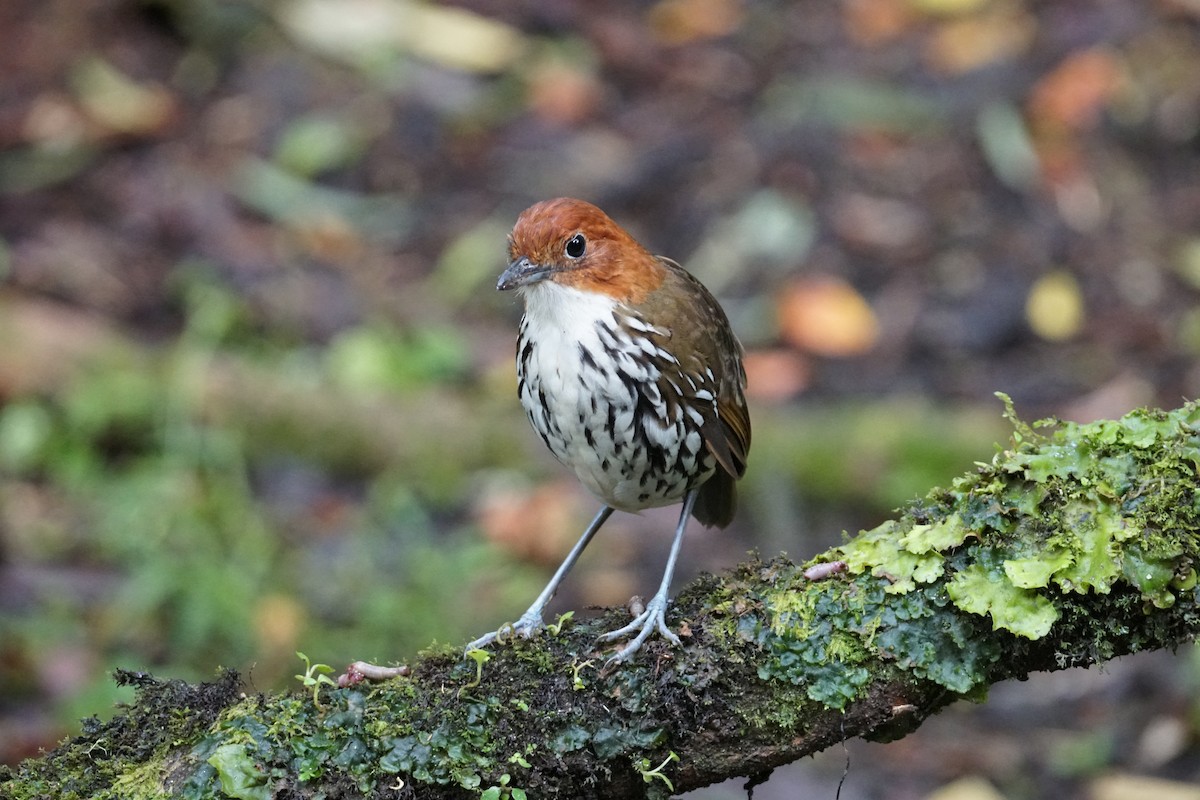 Мурашниця рудоголова - ML643972244