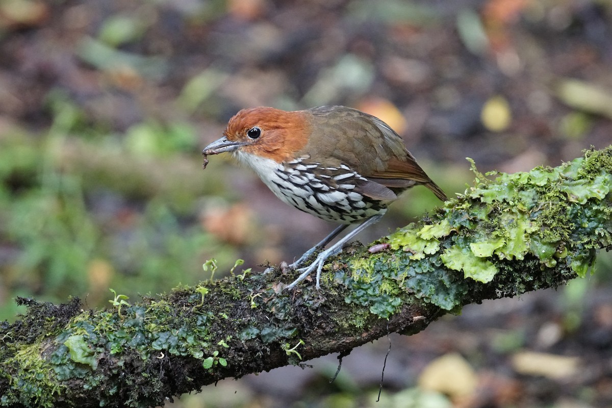 Мурашниця рудоголова - ML643972245