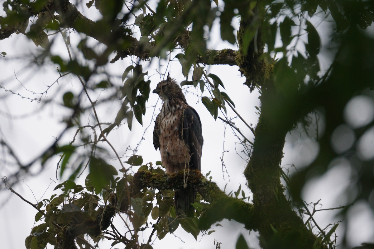 Black-and-chestnut Eagle - ML643972246