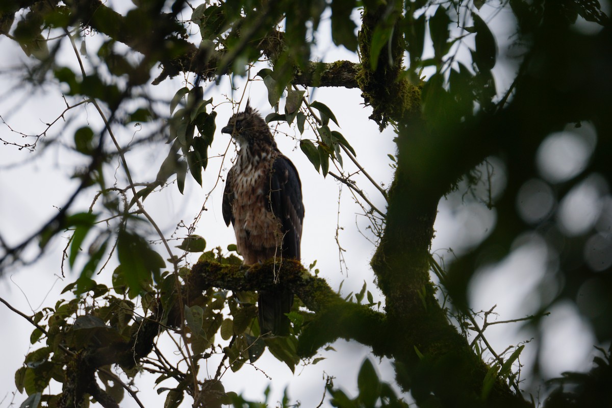 Black-and-chestnut Eagle - ML643972247