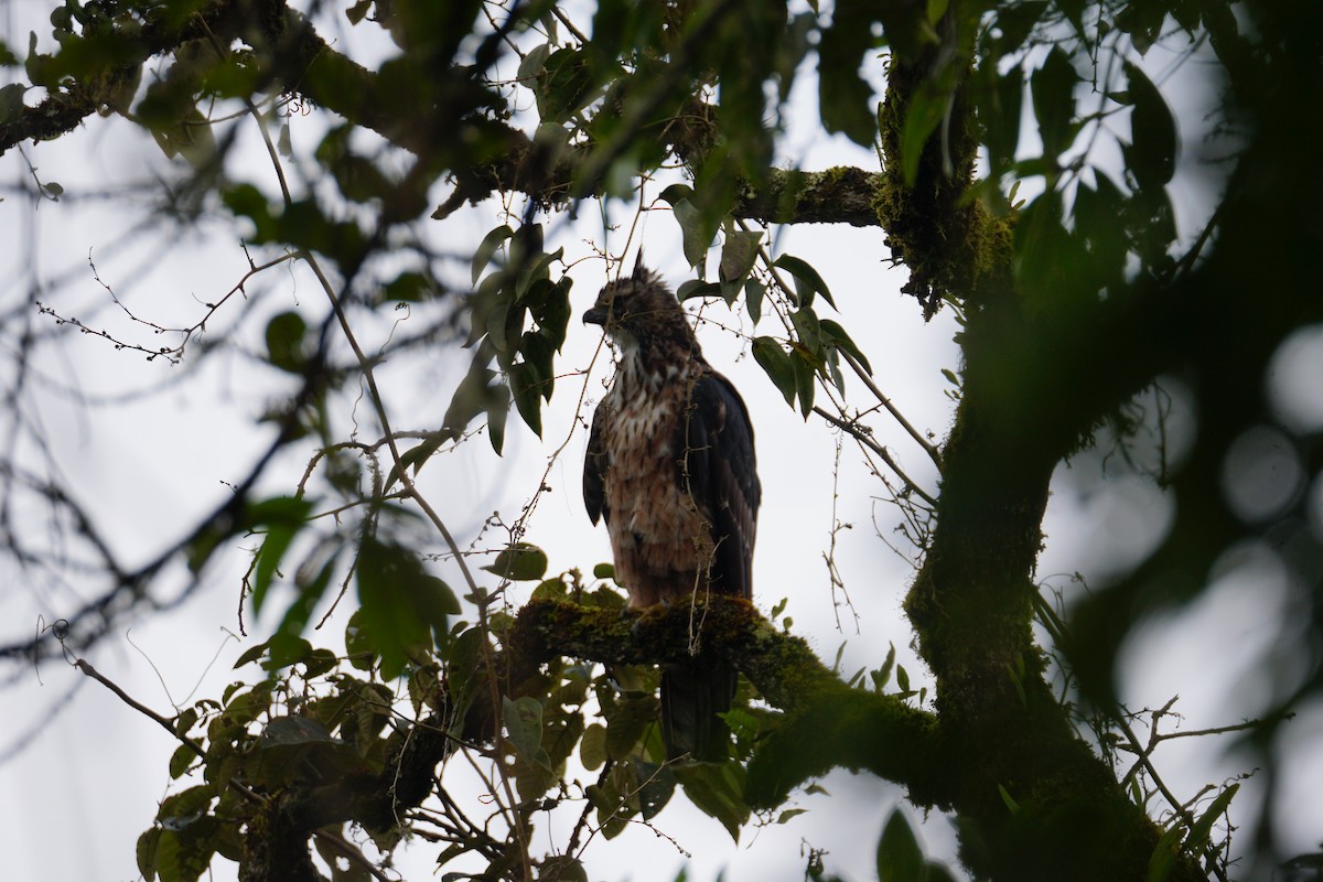 Black-and-chestnut Eagle - ML643972248