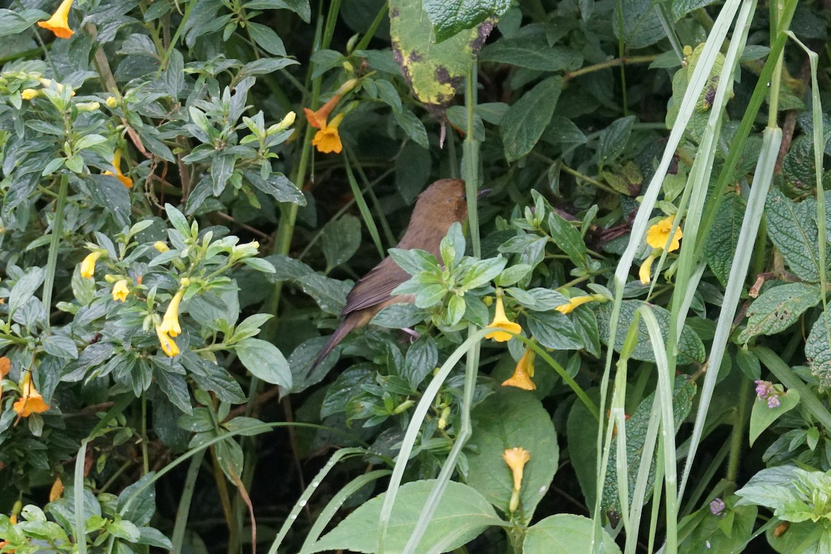 White-sided Flowerpiercer - ML643972249