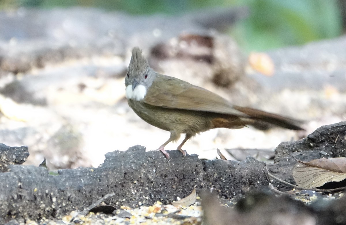 Penan Bulbul - ML643972250