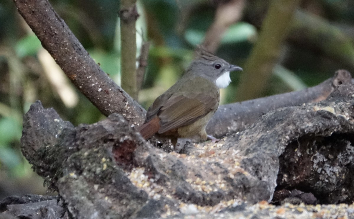 Penan Bulbul - ML643972251