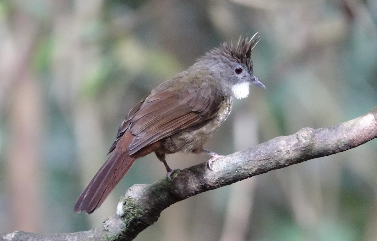 Penan Bulbul - ML643972252