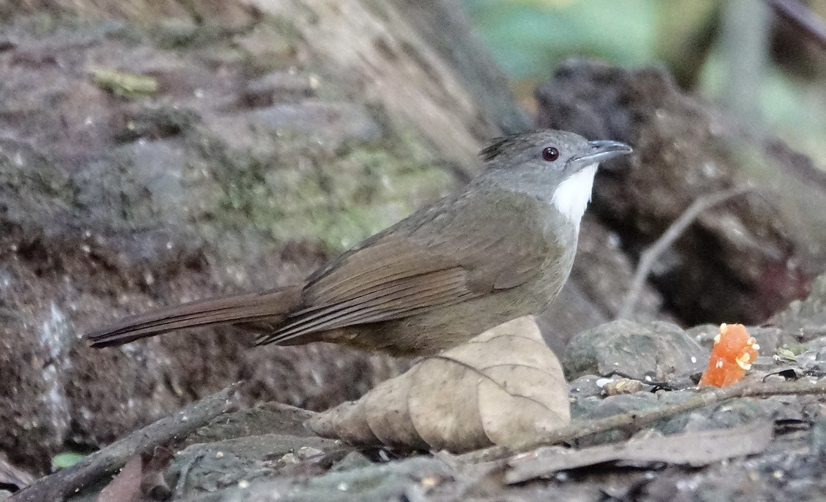 Penan Bulbul - ML643972253