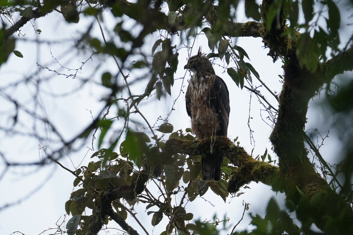 Black-and-chestnut Eagle - ML643972254