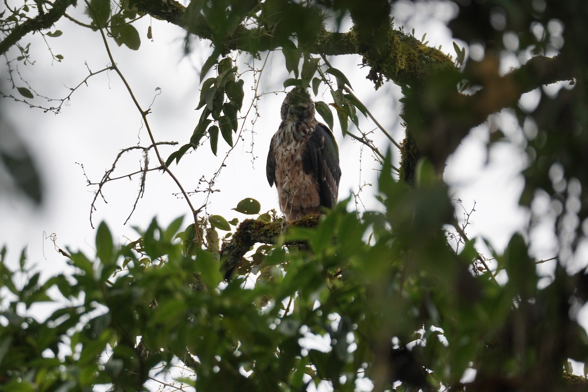 Black-and-chestnut Eagle - ML643972255