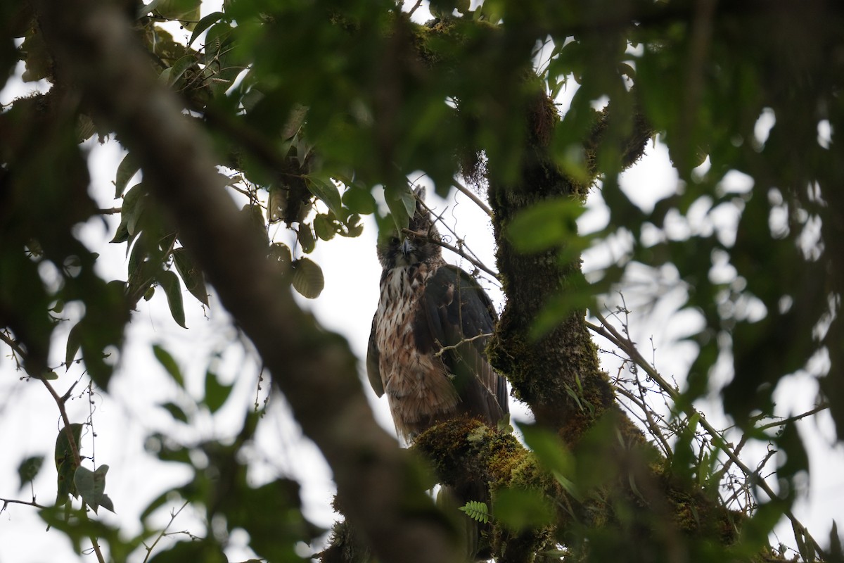 Black-and-chestnut Eagle - ML643972256