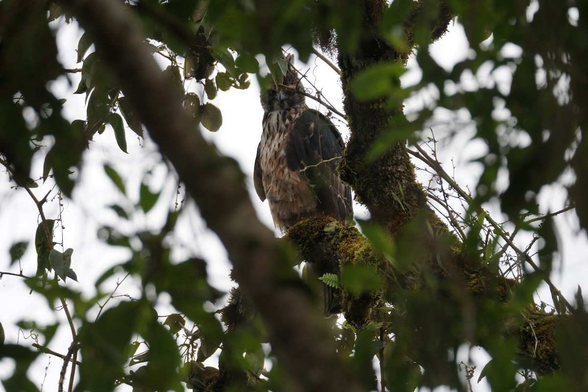 Black-and-chestnut Eagle - ML643972258