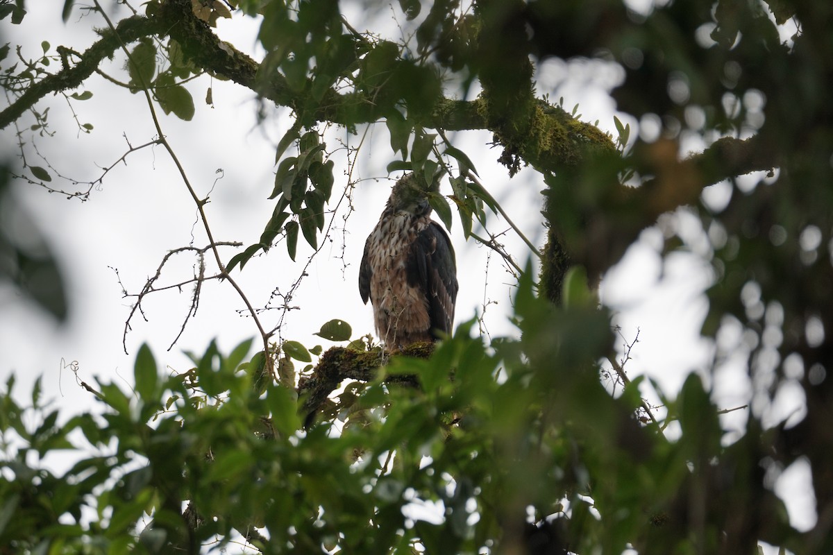 Black-and-chestnut Eagle - ML643972259