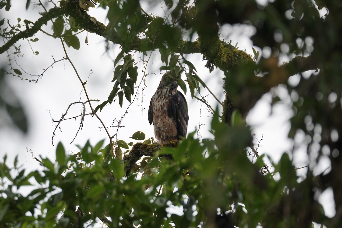 Black-and-chestnut Eagle - ML643972260