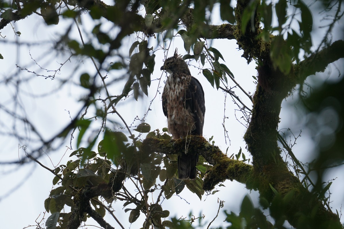 Black-and-chestnut Eagle - ML643972261