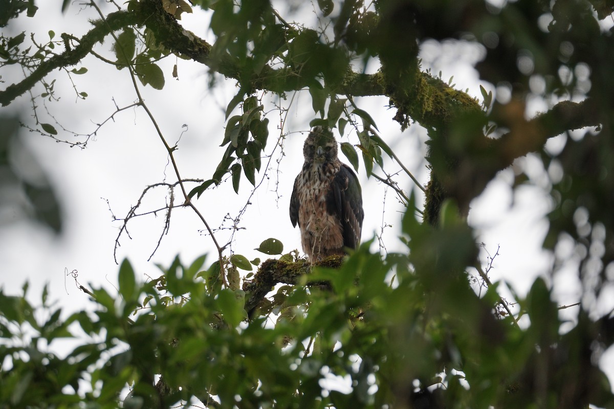 Black-and-chestnut Eagle - ML643972262