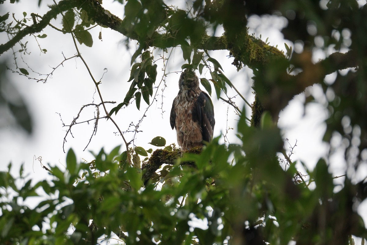 Black-and-chestnut Eagle - ML643972263