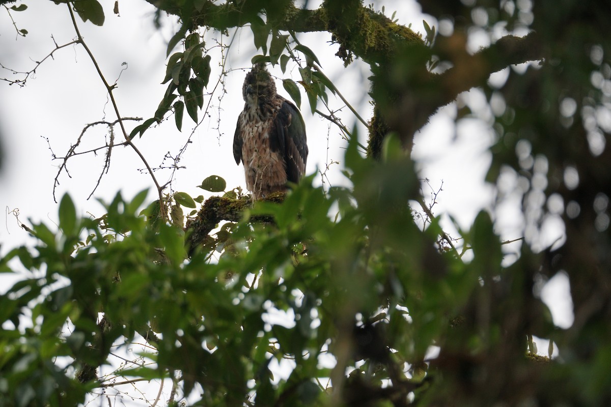 Black-and-chestnut Eagle - ML643972267