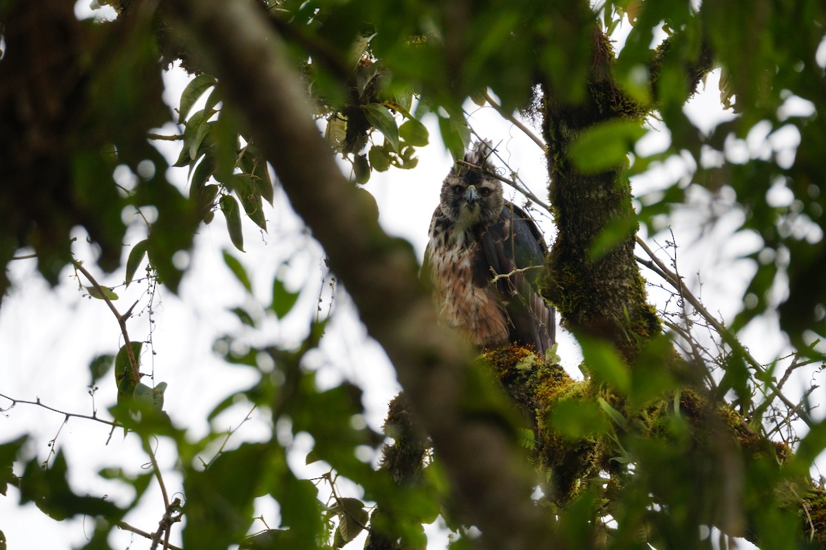 Black-and-chestnut Eagle - ML643972270