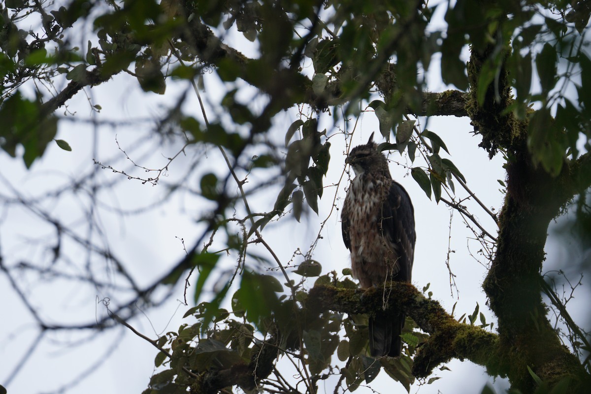 Black-and-chestnut Eagle - ML643972271