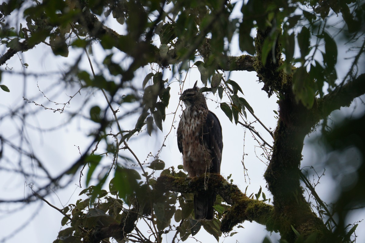 Black-and-chestnut Eagle - ML643972272