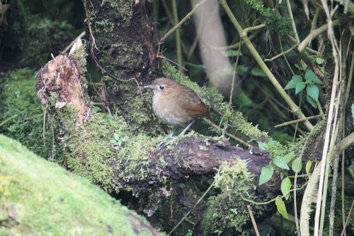 Piaye écureuil (nigricrissa) - ML643972280