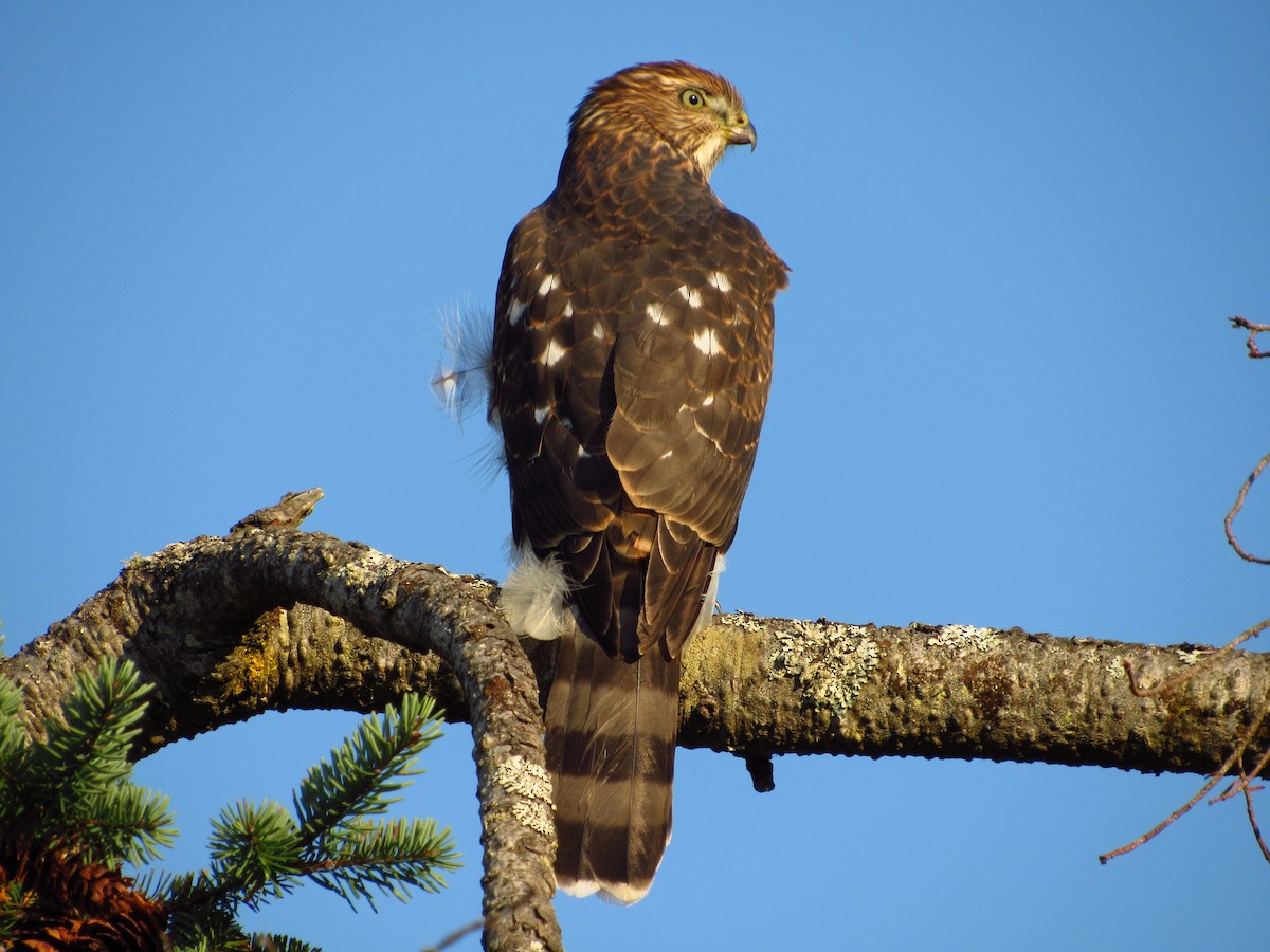 Sharp-shinned/Cooper's Hawk - ML643972309