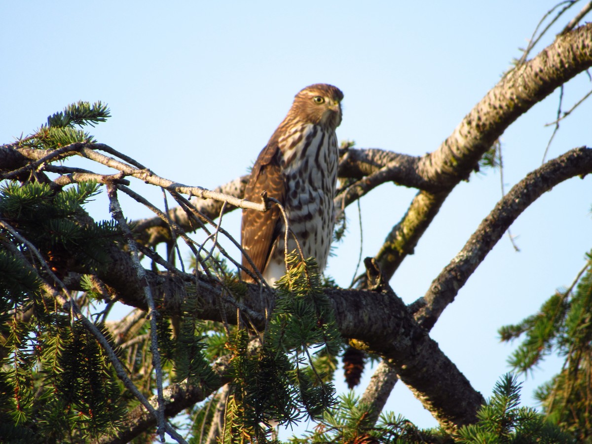 Sharp-shinned/Cooper's Hawk - ML643972310