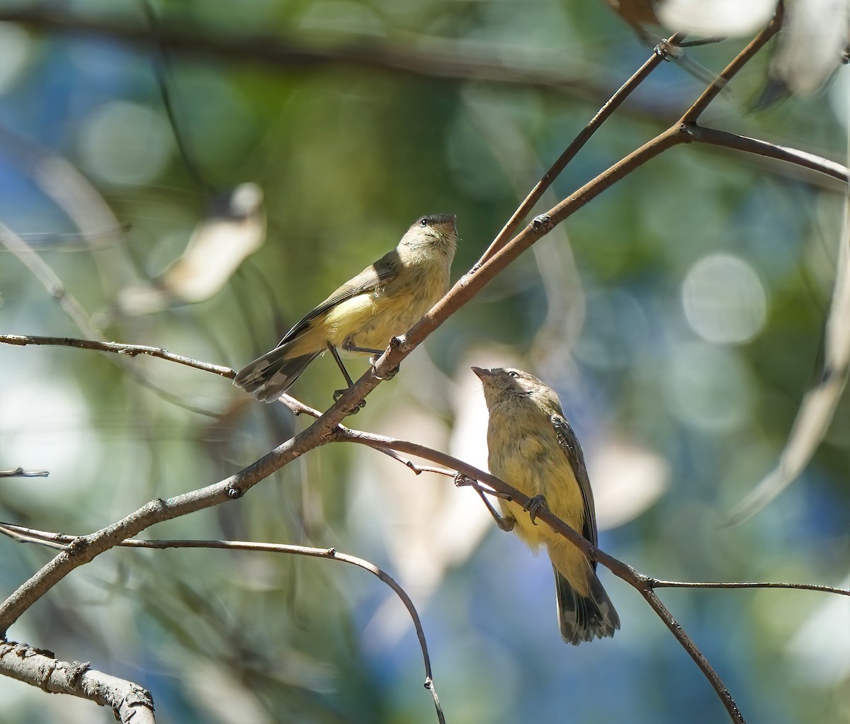 コバシムシクイ - ML643972319