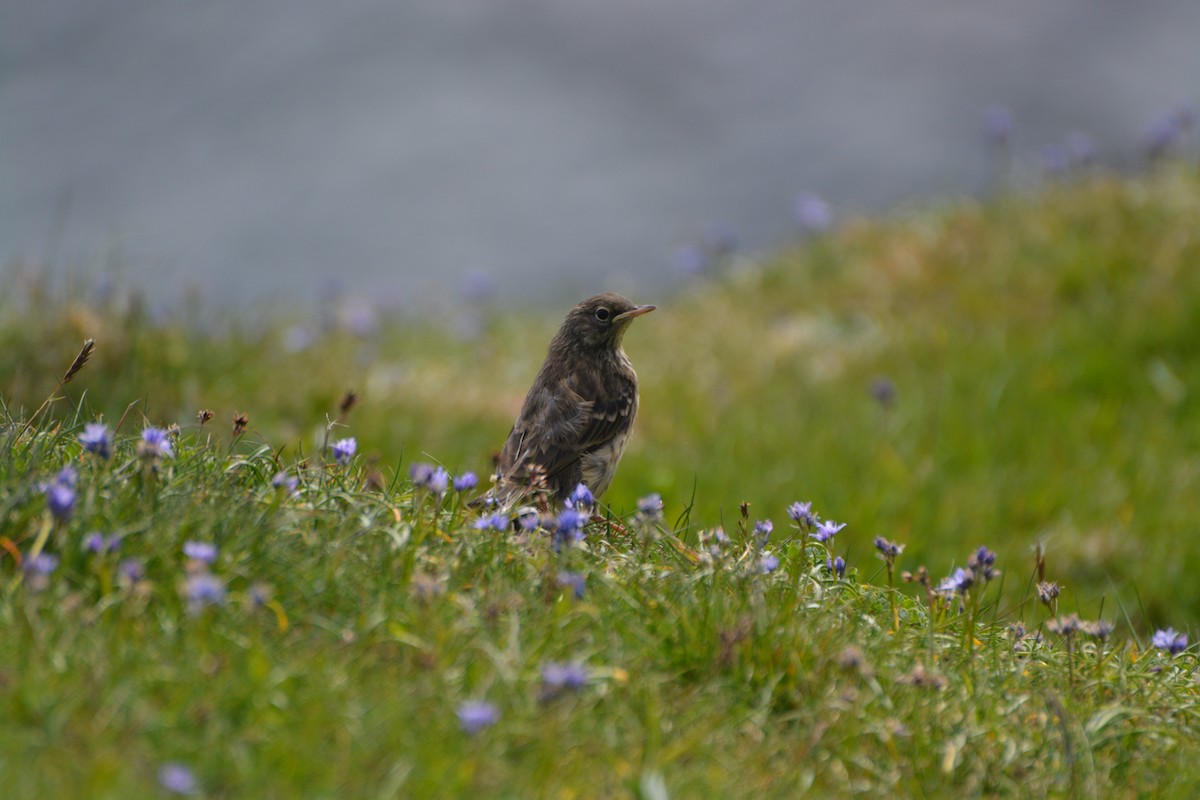 Rock Pipit - ML643972322