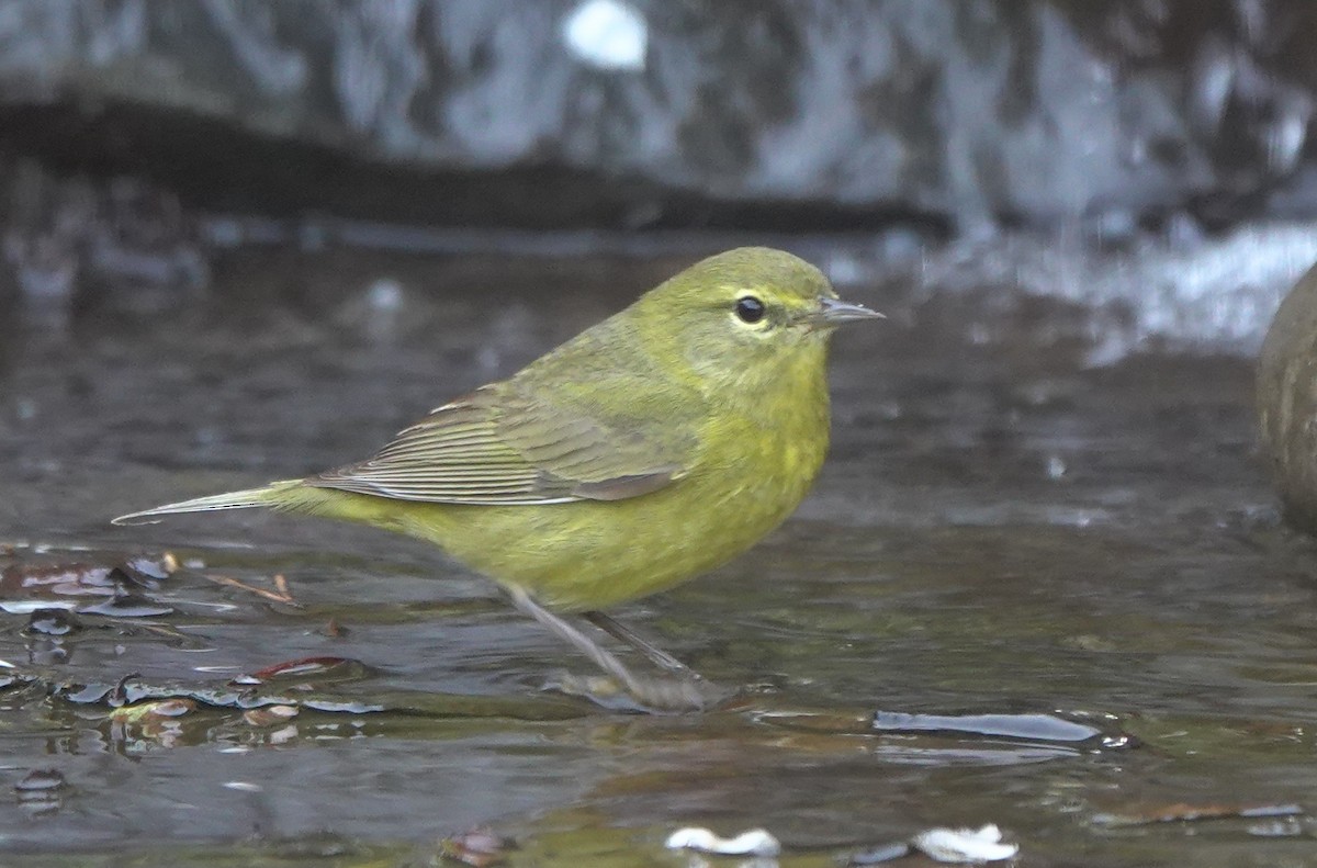Orange-crowned Warbler (lutescens) - ML643972328