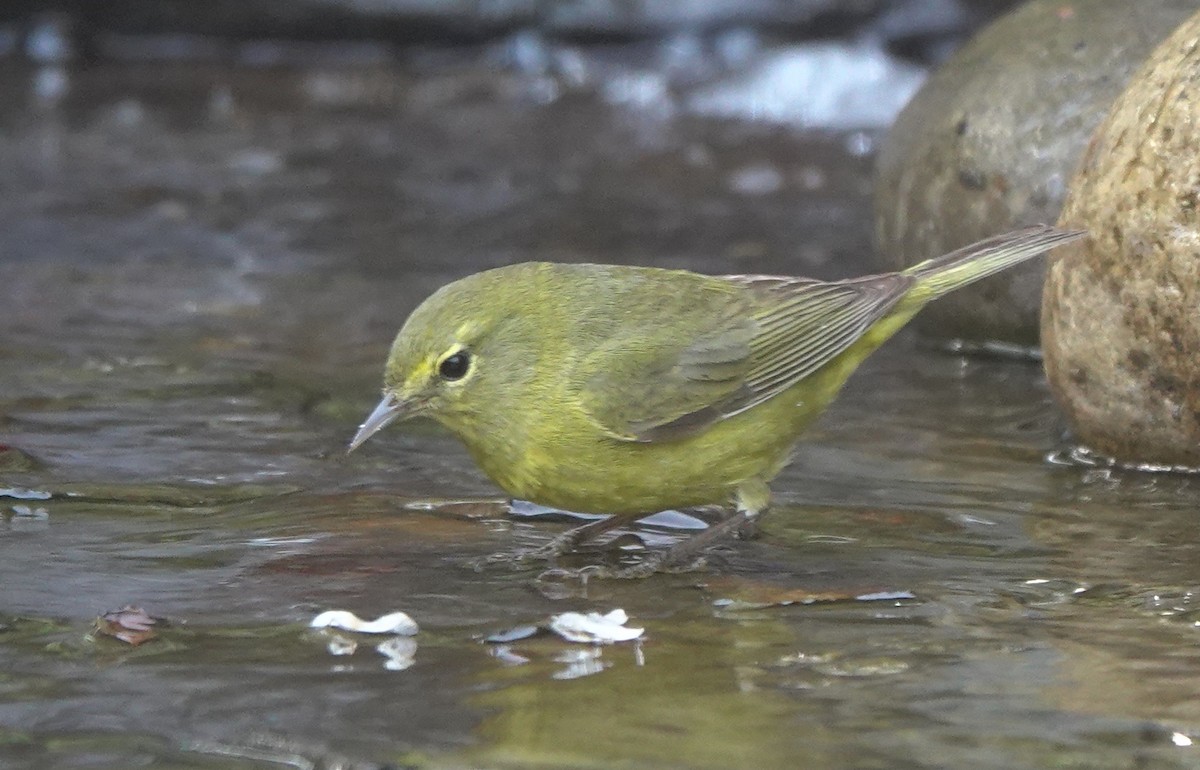 Orange-crowned Warbler (lutescens) - ML643972330